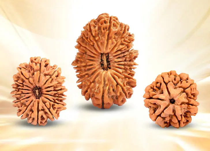 Rudraksha
