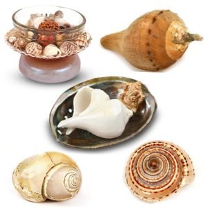 Conch (Shankh) | Shell Sea Items