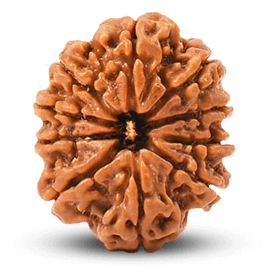 10 Mukhi Rudraksha