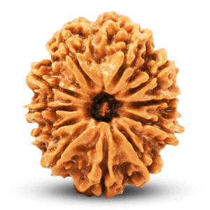 11 Mukhi Rudraksha