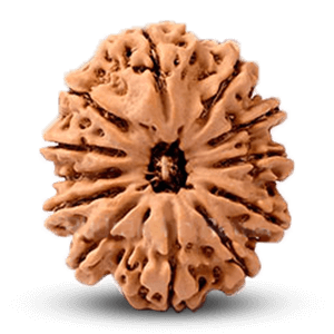 12 Mukhi Rudraksha