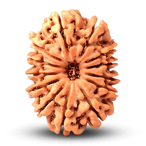 13 Mukhi Rudraksha