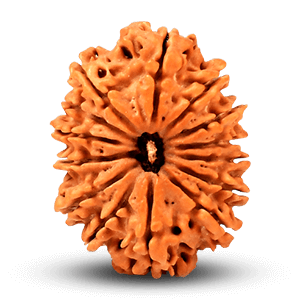 14 Mukhi Rudraksha