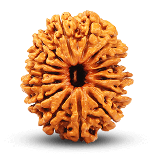 15 Mukhi Rudraksha