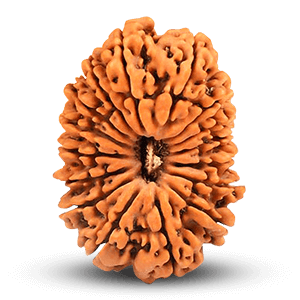 16 Mukhi Rudraksha