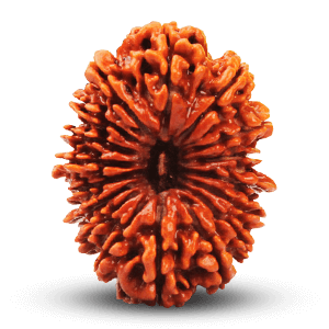 17 Mukhi Rudraksha