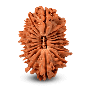 18 Mukhi Rudraksha