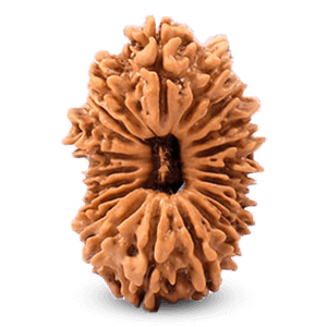 19 Mukhi Rudraksha