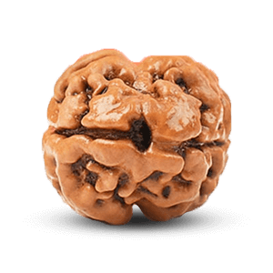 2 Mukhi Rudraksha