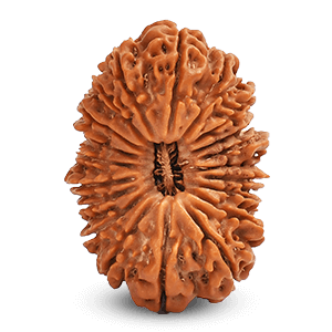 20 Mukhi Rudraksha