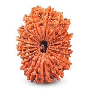 21 Mukhi Rudraksha