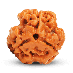 3 Mukhi Rudraksha