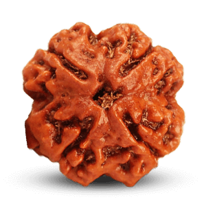 4 Mukhi Rudraksha