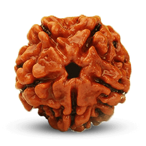 5 Mukhi Rudraksha