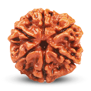 6 Mukhi Rudraksha