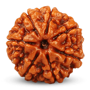 7 Mukhi Rudraksha