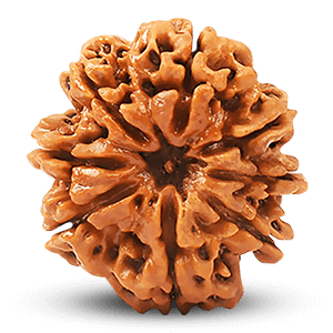 8 Mukhi Rudraksha