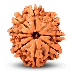 9 Mukhi Rudraksha