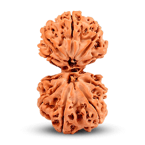 Gauri Shankar Rudraksha