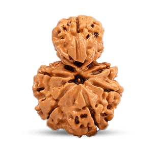 Savar Naag Rudraksha