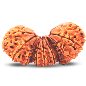 Trijuti Rudraksha